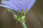 Chicory